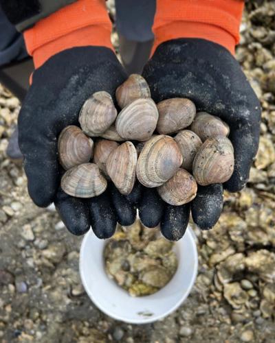 Several Hood Canal beaches reopen for harvesting clams, mussels, and oysters