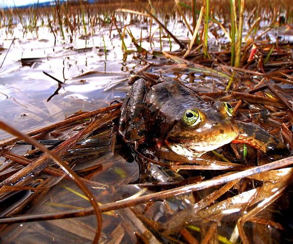 Public comment period open about proposed changes to WDFW’s listing and recovery planning processes for at-risk species