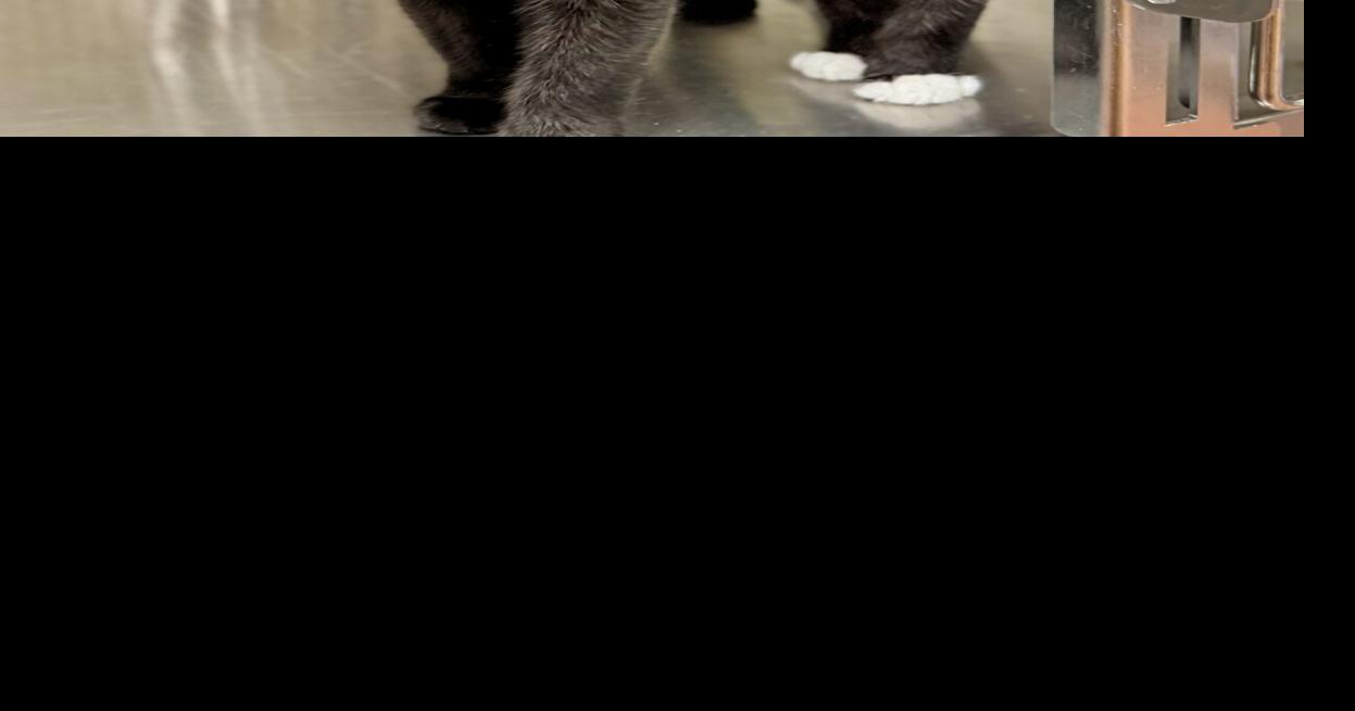 Longview humane society campus to waive cat adoption fees
