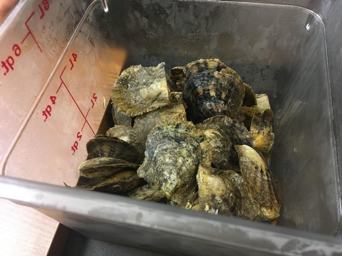 Puget Island Business Broadcasts Oyster Pearls To The World Local Tdn Com