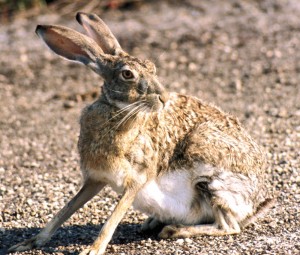Jackrabbit populations experience image