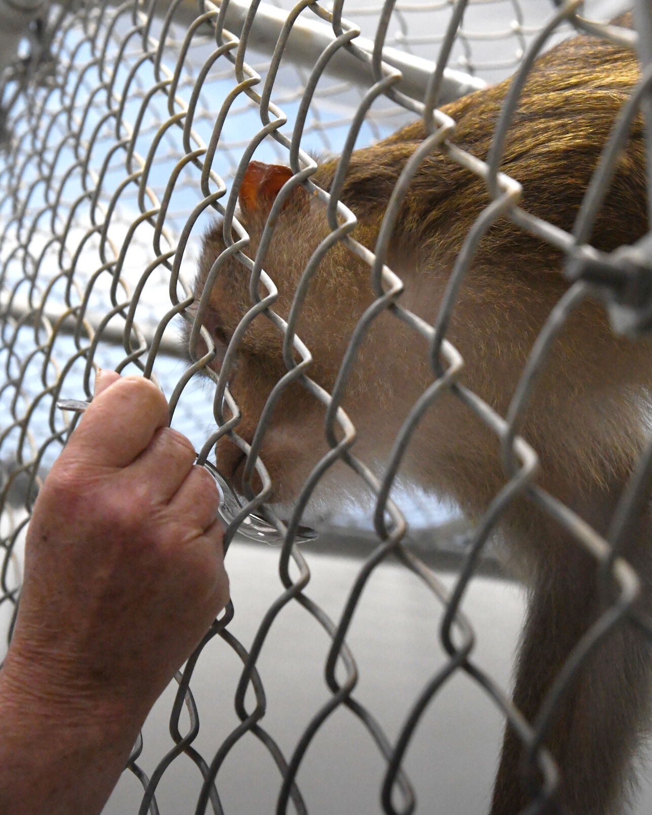 Monkey Abuse Graphicsydnidupre - 41qh7hi