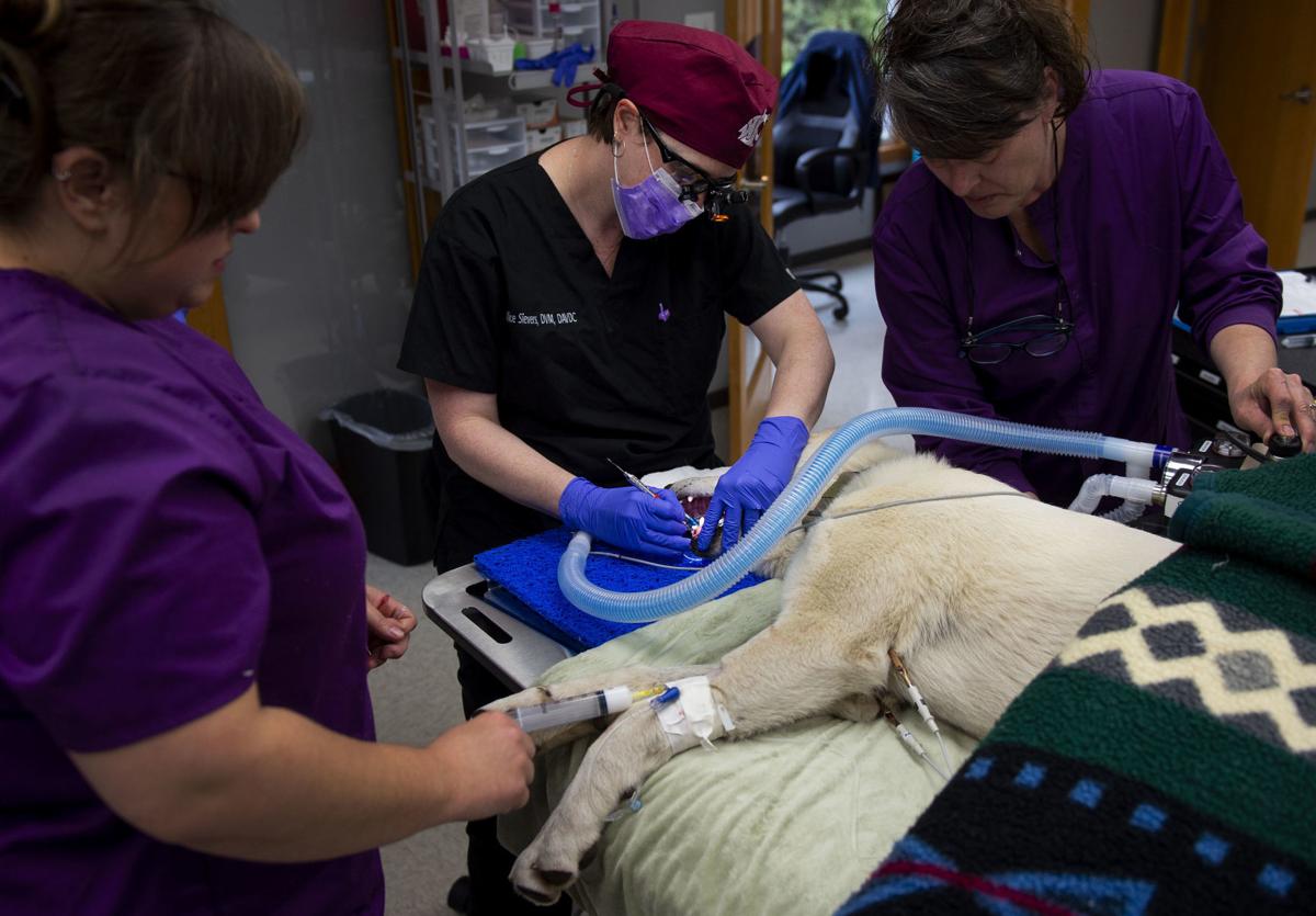 Longview veterinary dentist wants to help pets, solve mysteries
