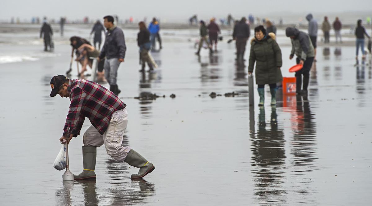 Diggers descend to Long Beach for the Razor Clam Festival Local