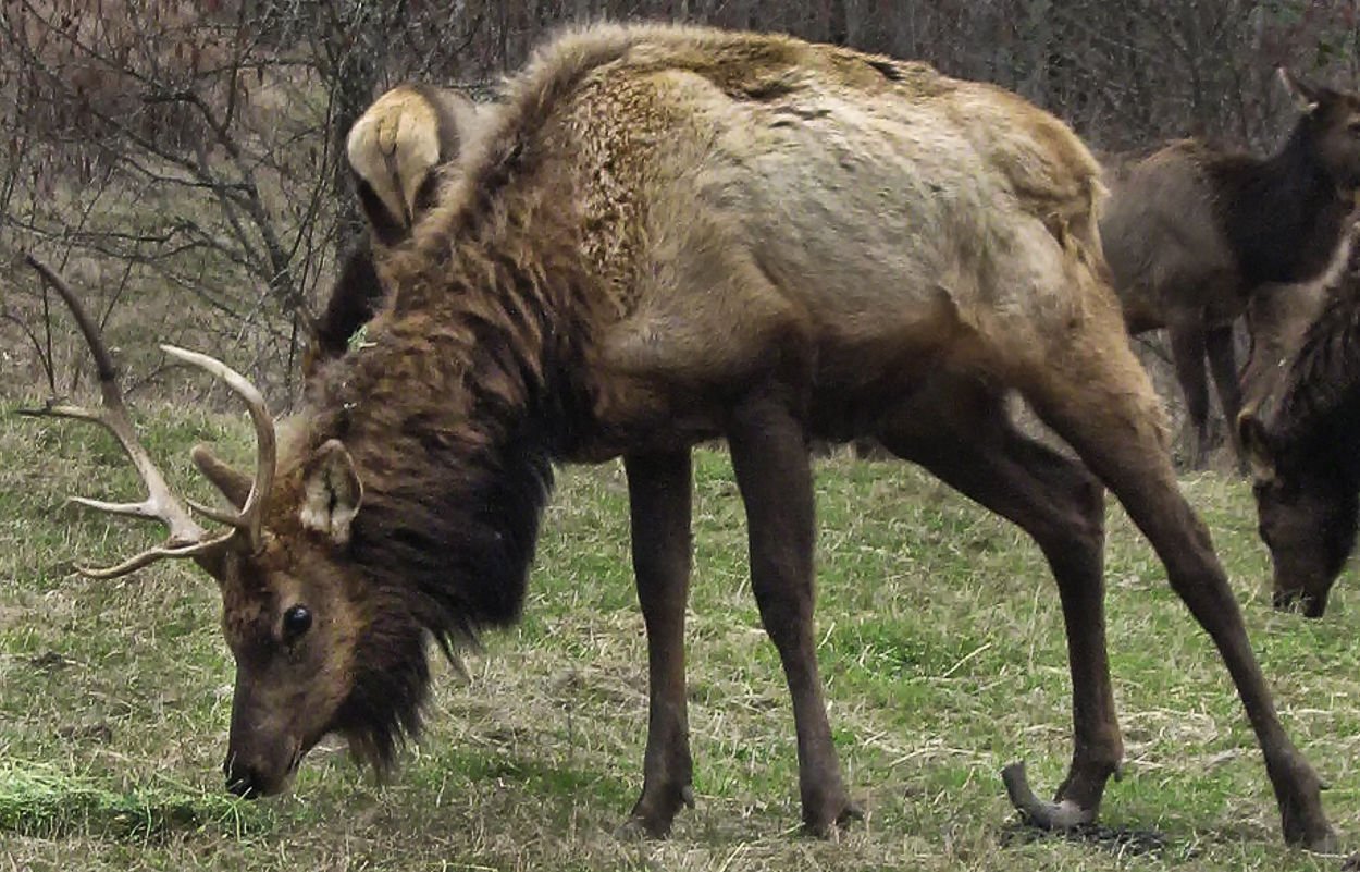 Roosevelt Elk Foundation to hold town