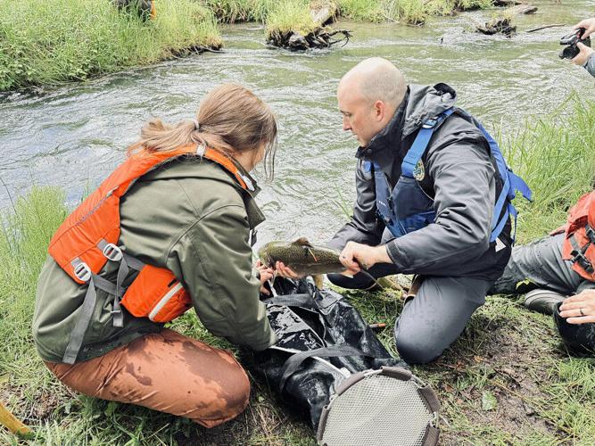 WDFW, Cowlitz Indian Tribe, and U.S. Forest Service celebrate first Chinook salmon reintroduction to Mount St. Helens area since 1980 eruption