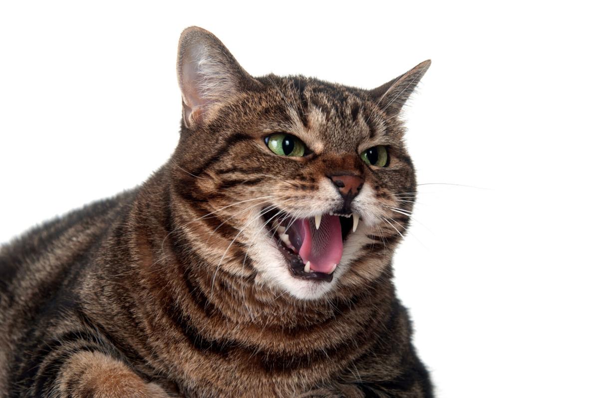 Pet Hemp Company - Why Do Cats Hiss? Cat hissing is one of the many sounds  cats make when they: - are annoyed or angry - feel threatened or scared - or