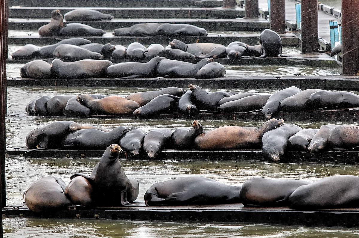 Herrera Beutler wants more 'gorging' Columbia River sea lions killed