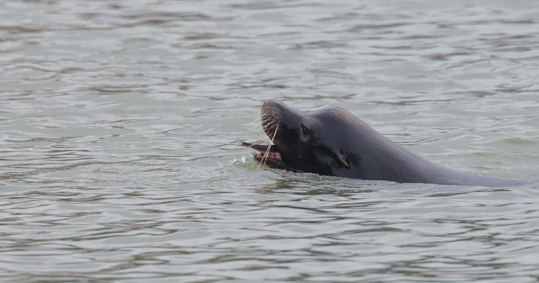 Sen. Jeff Wilson amendment secures funds for sea lion predation - Vimarsana News