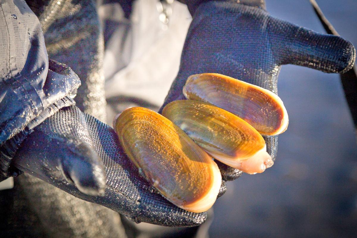 Biologists expect abundant razor clam digging this fall Entertainment
