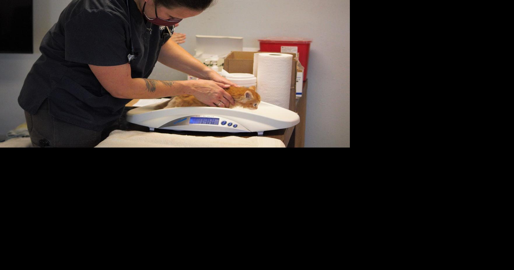 Pandemic pets, shortage of vets lead to high demand for care