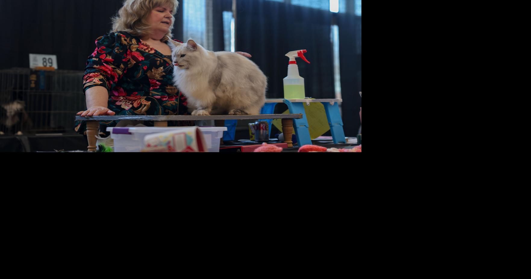 All-breed cat show returns to Longview