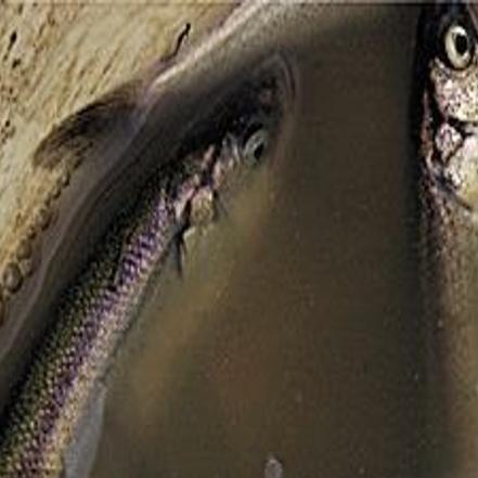 States Ok Commercial Smelt Fishery But Cowlitz Sport Dipping Uncertain Local Tdn Com