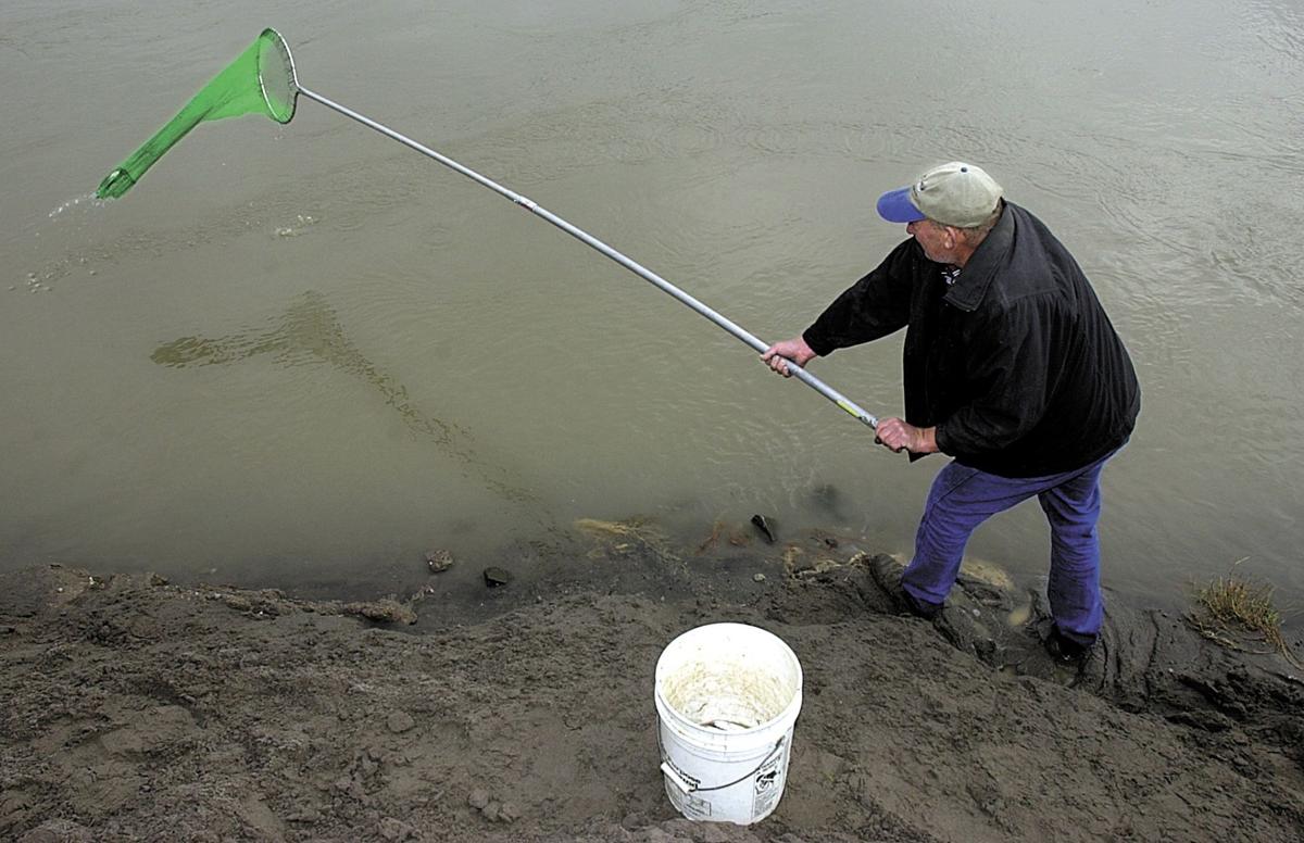 Image of MAN THROWS HIS NET WHILE FISHING FOR SMELT ON VANCOUVERS