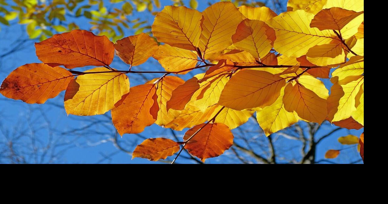 Around the Yard: Why fallen leaves are valuable to SW WA gardeners