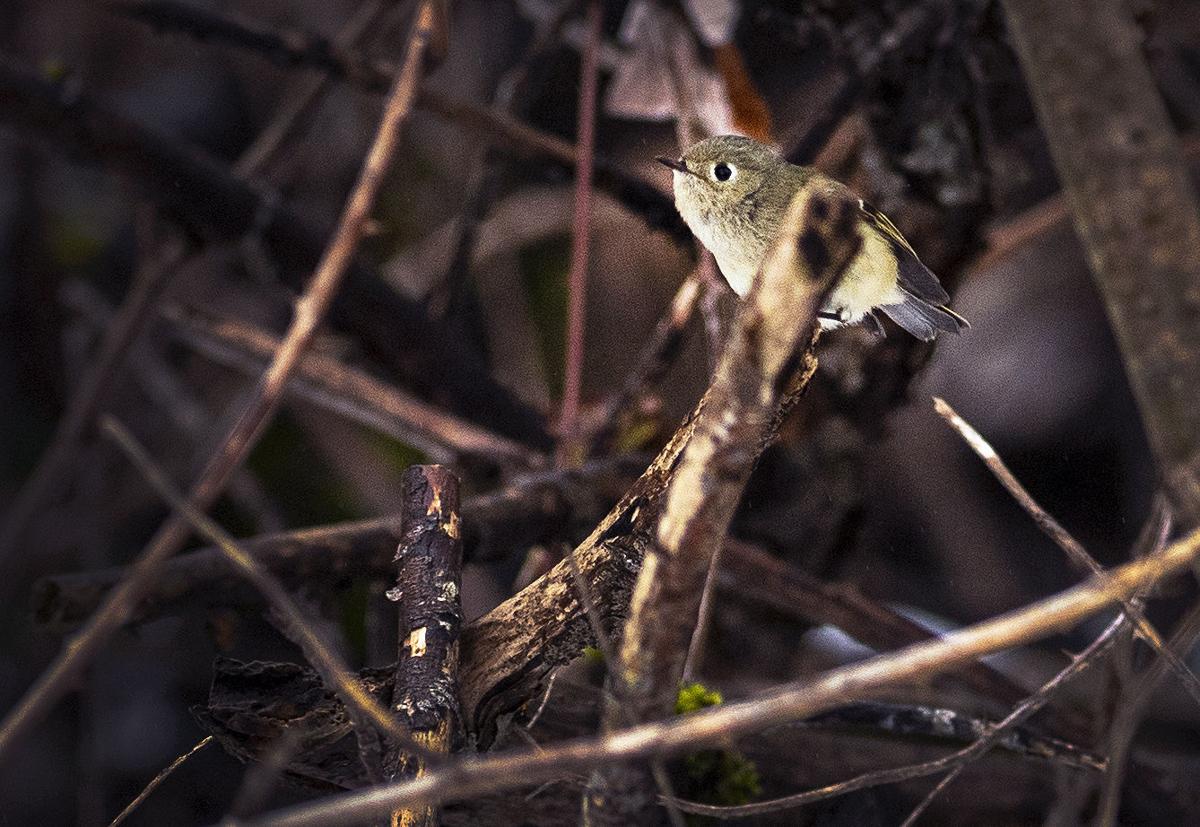 Perching bird
