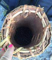 Cowlitz Indian families head out for annual huckleberry harvest