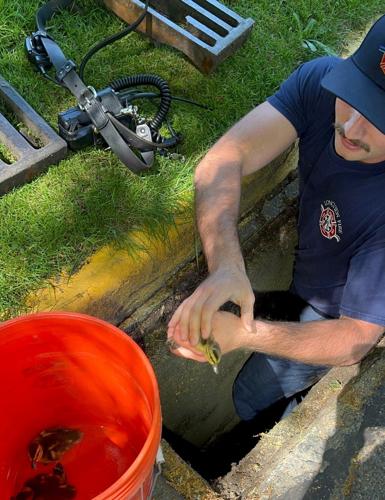 Longview firefighters rescue ducklings from storm drain Sunday