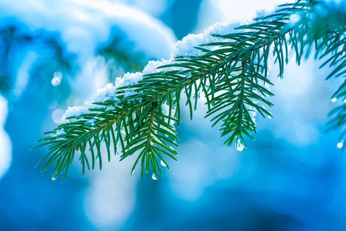 Christmas tree cutting permits available for purchase