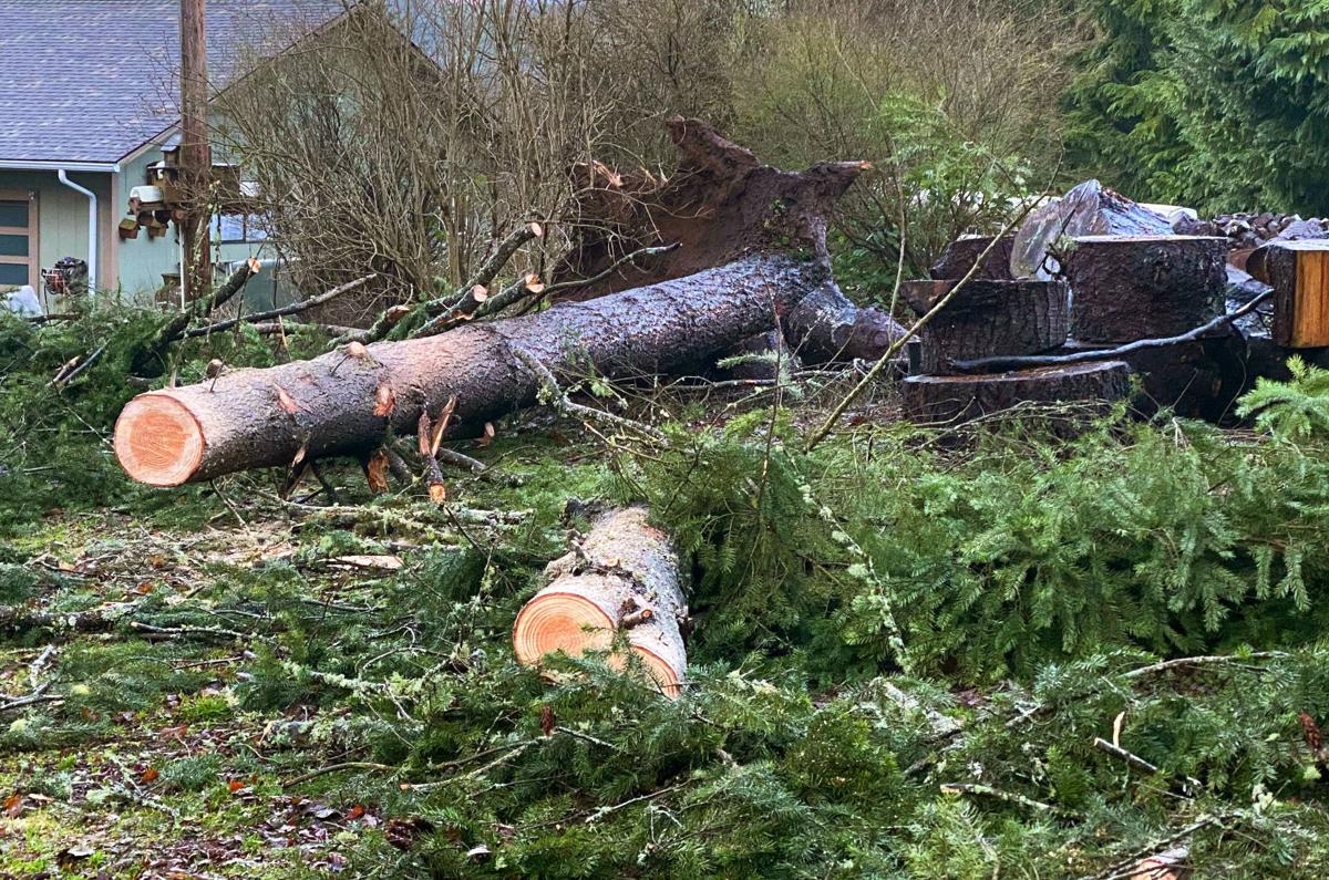 Fallen trees
