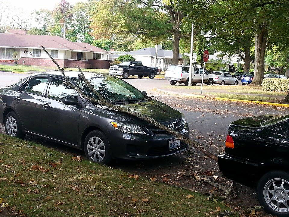 Damage caused by city trees rarely covered by city�s