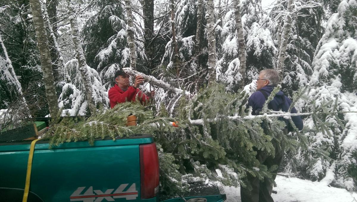 Christmas tree hunting
