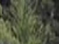 People And Their Wheels Rod Ribelin S 1963 Chevrolet Stepside Pickup Lifestyles Tdn Com