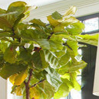 Tips For Using Trees And Plants As Decorative Accessories