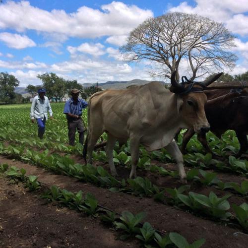 kalama spirits and tobacco Talking Business: Kalama tobacco shop adds Nicaraguan cigars to expanding  selection