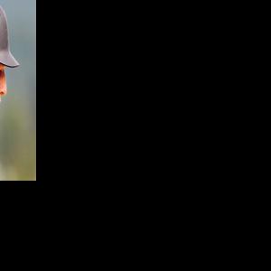 Prep baseball roundup, 4/13