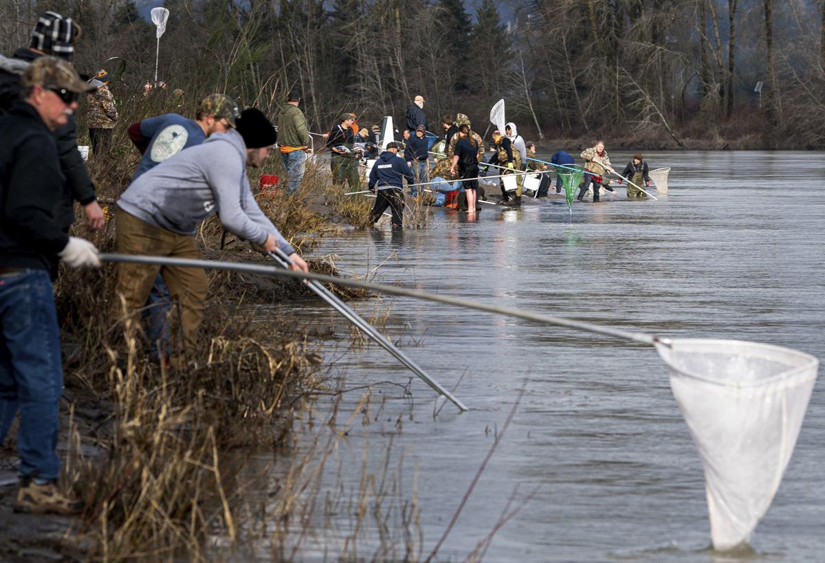Reminder Oneday smelt dipping opens on Cowlitz River Wednesday