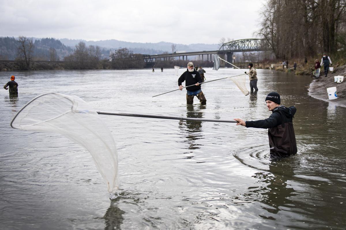 PHOTOS: People from across Pacific Northwest flock to Cowlitz River for one-day  smelt season