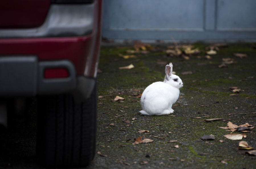 rabbit in Vancouver