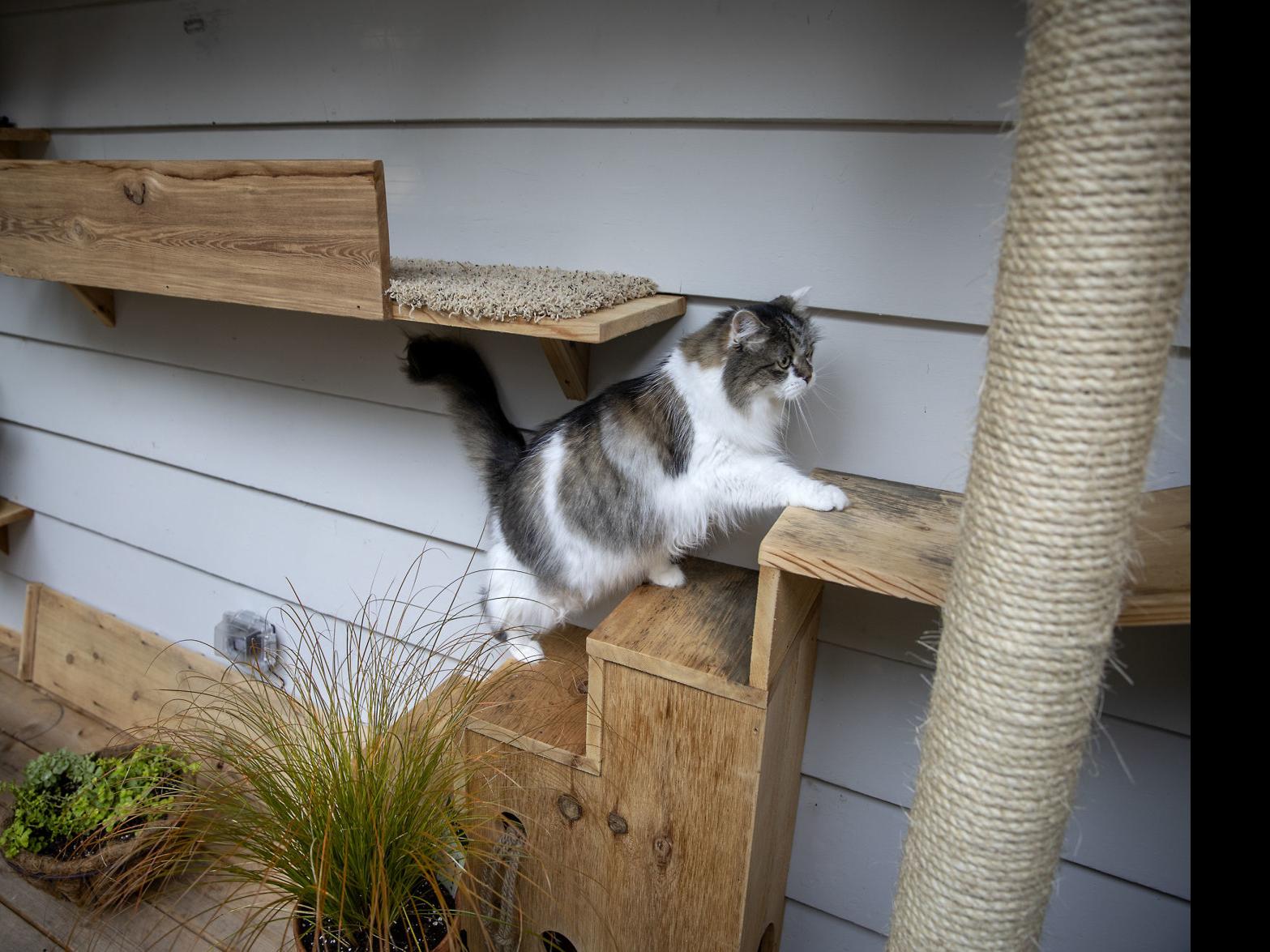 Cat Lovers Built Their Indoor Cats A Catio So They Can Enjoy The