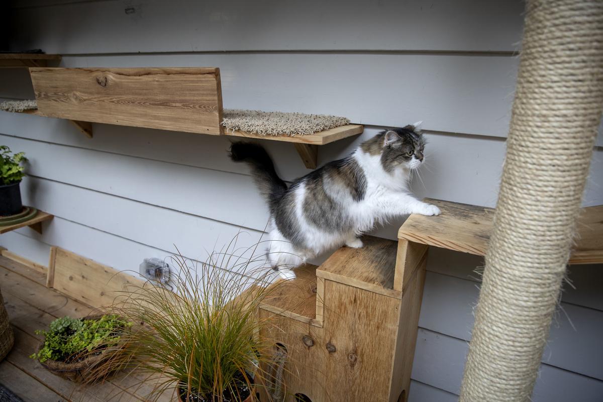 Cat Lovers Built Their Indoor Cats A Catio So They Can Enjoy The Outdoors Lifestyles Tdn Com