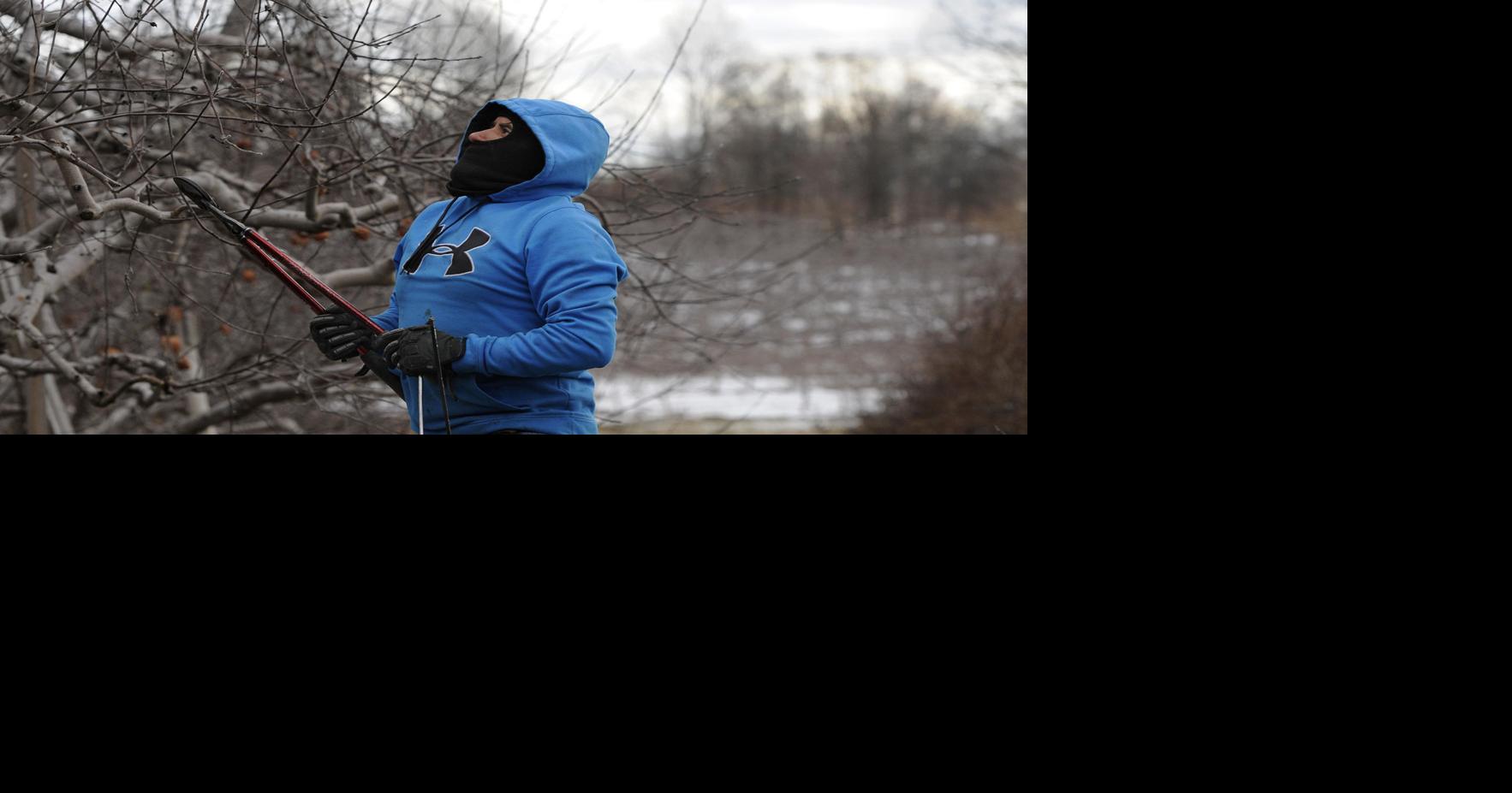 Around the Yard Can you prune Cowlitz County fruit trees in the winter?