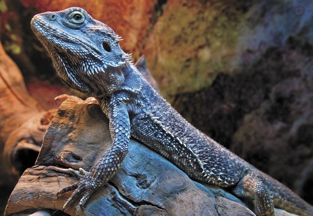 Reptile Guy shares lifelong interest in scaly critters