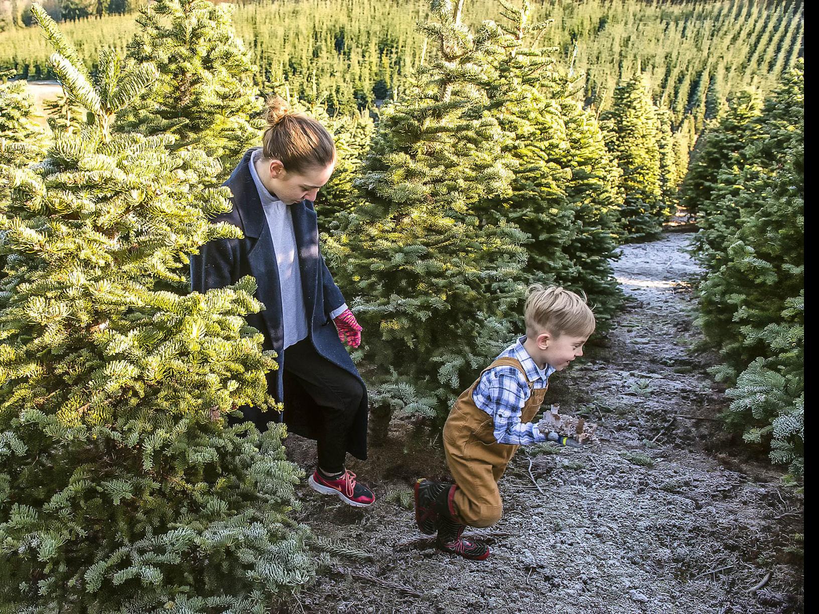 5 Oregon Christmas Tree Species Ranked Northwest News Tdn Com