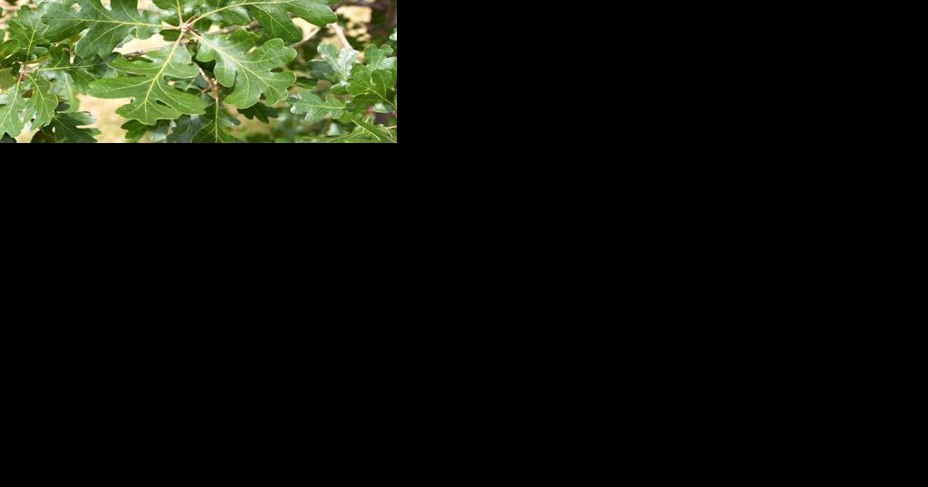 New Southwest Washington working group strives to return imperiled Oregon white oak tree to former range - Vimarsana News