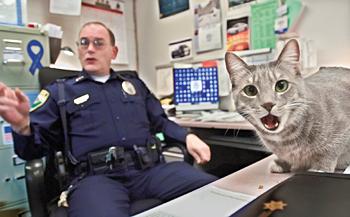 Meet Troy Police Cat Donut