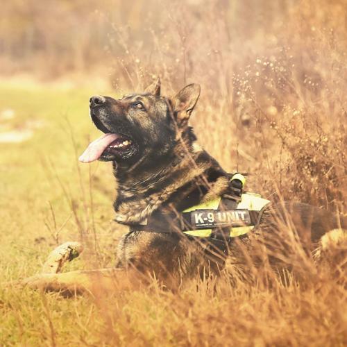 Longview Emergency Responder K9 Training at Broadway - 6/24/2026