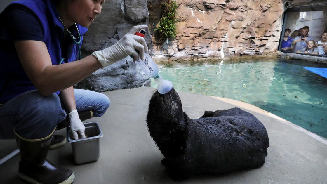 an otter in seattle