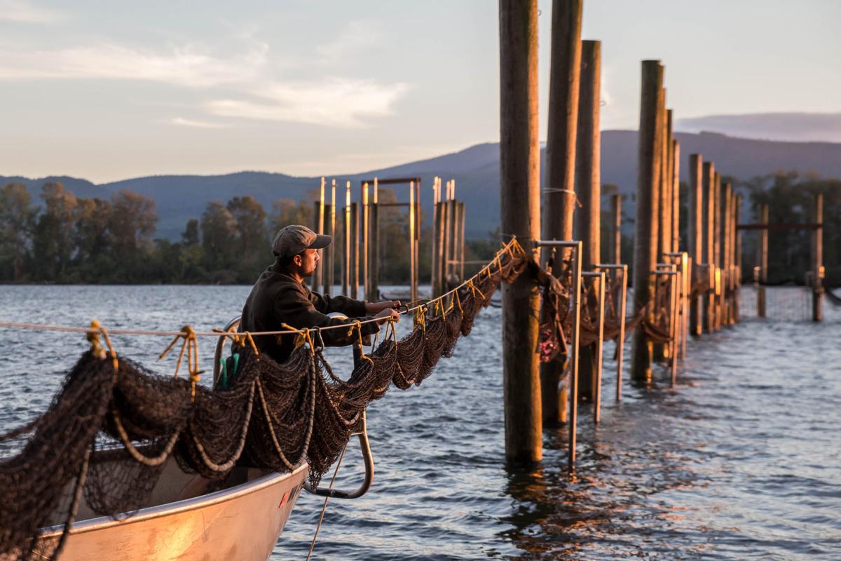 Fish traps of past may help future of Columbia salmon | Northwest News