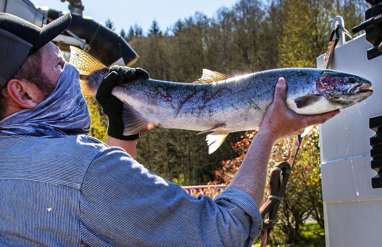 Study finds Chinook salmon are returning to rivers younger than before,  re-sparking debate on fish management
