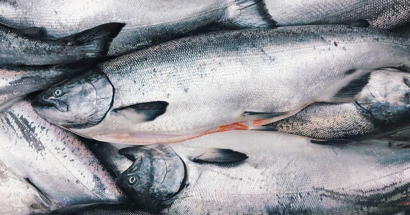 Thousands of Chinook wasted as bycatch in B.C. fishery, new report finds - Vimarsana News