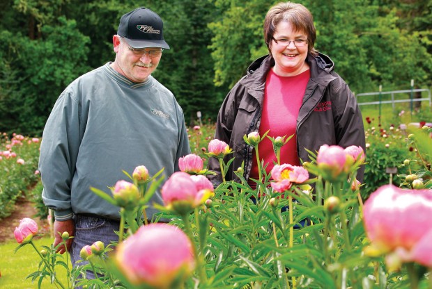 Magnificent Obsession Rainier Peony Gardens Open For Gazing Shopping Lifestyles Tdn Com