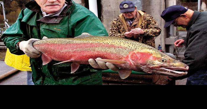 Report cites problems with Toutle River fish trap