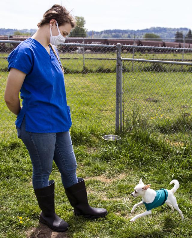 Cowlitz Humane Society sees record adoptions in 2020 as local animal