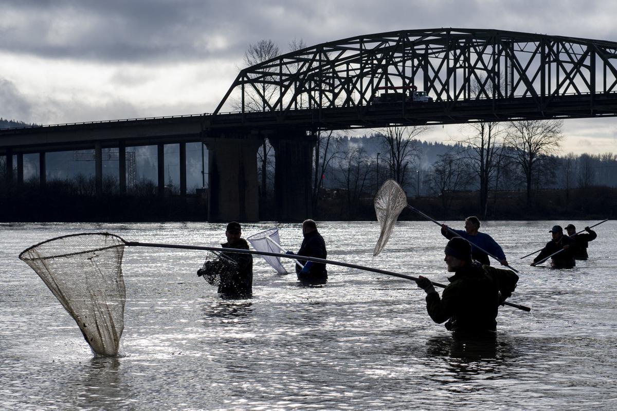 Waist deep in the Cowlitz
