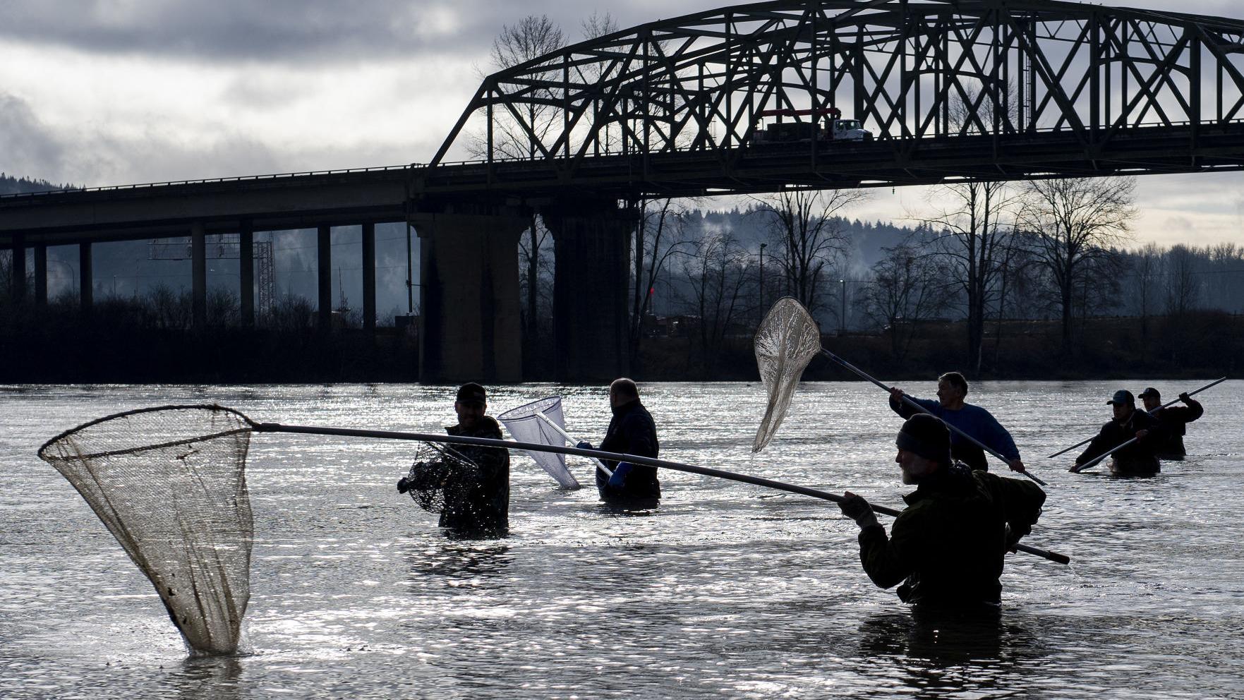 2020, The Pandemic Year: Fish, fire and MSH's 40th, the top five environmental stories of the year - Vimarsana News